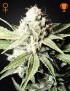 Great White Shark Femminiz. - Greenhouse Seeds