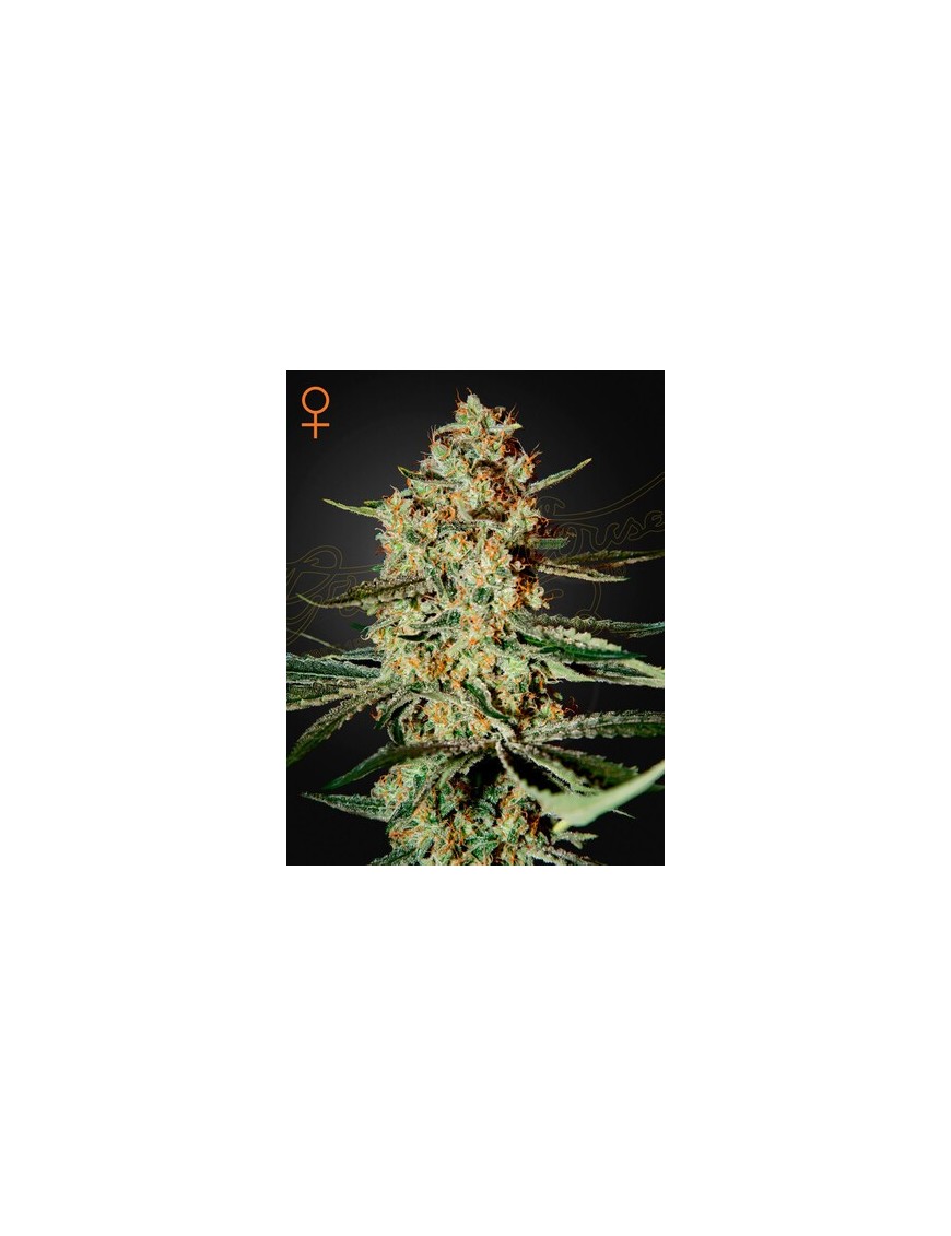 Himalaya Gold Femminiz. - Greenhouse Seeds