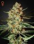 Himalaya Gold Femminiz. - Greenhouse Seeds