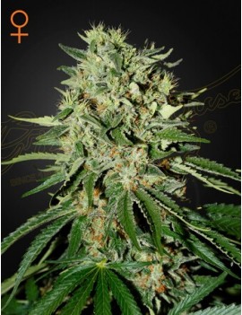 El Doctor Femminiz. - Greenhouse Seedno