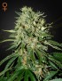 El Doctor Femminiz. - Greenhouse Seedno