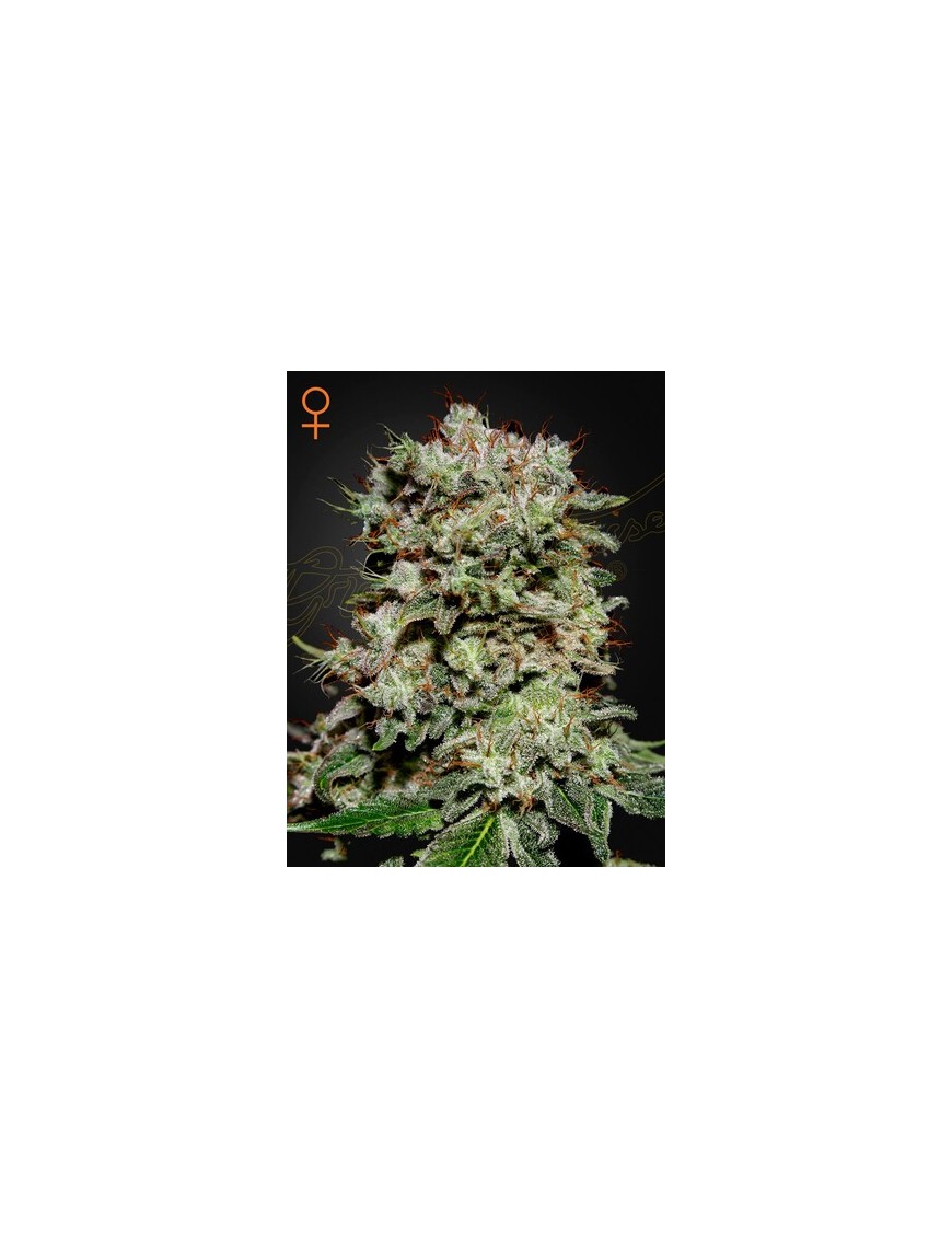 Kalashnikova Femminiz. -Ja- Greenhouse Seeds