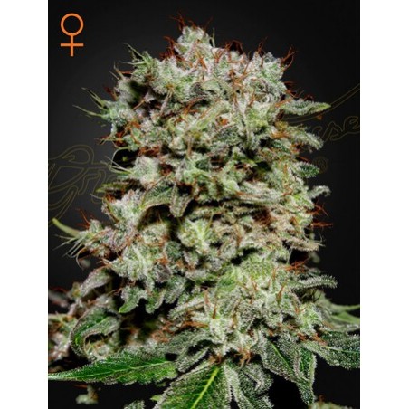 Kalashnikova Femminiz. - Greenhouse Seeds