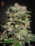 Kalashnikova Femminiz. -Ja- Greenhouse Seeds