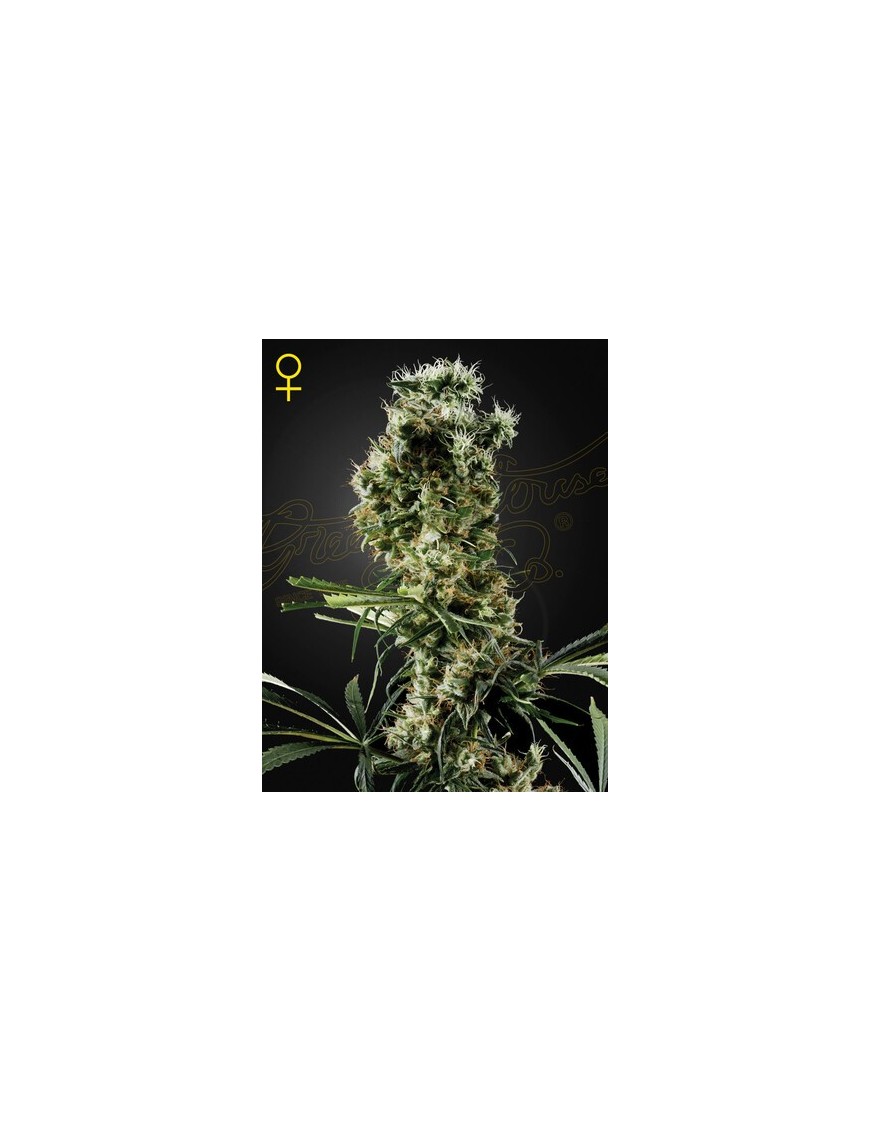 Arjans Haze 2 Femminiz. -Ja- Greenhouse Seeds