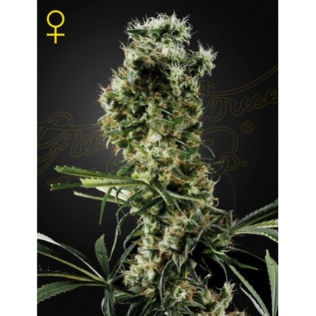 Arjan Haze 2 Femminiz. - Greenhouse Seedno