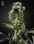 Arjan's Haze 2 Femminiz. - Greenhouse Seeds