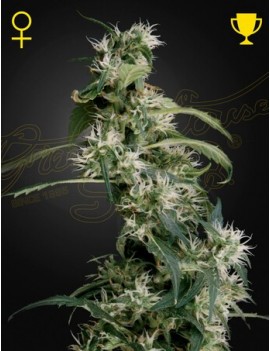 Arjan's Ultra Haze 2 (Mango Haze) Femminiz. - Greenhouse Seeds