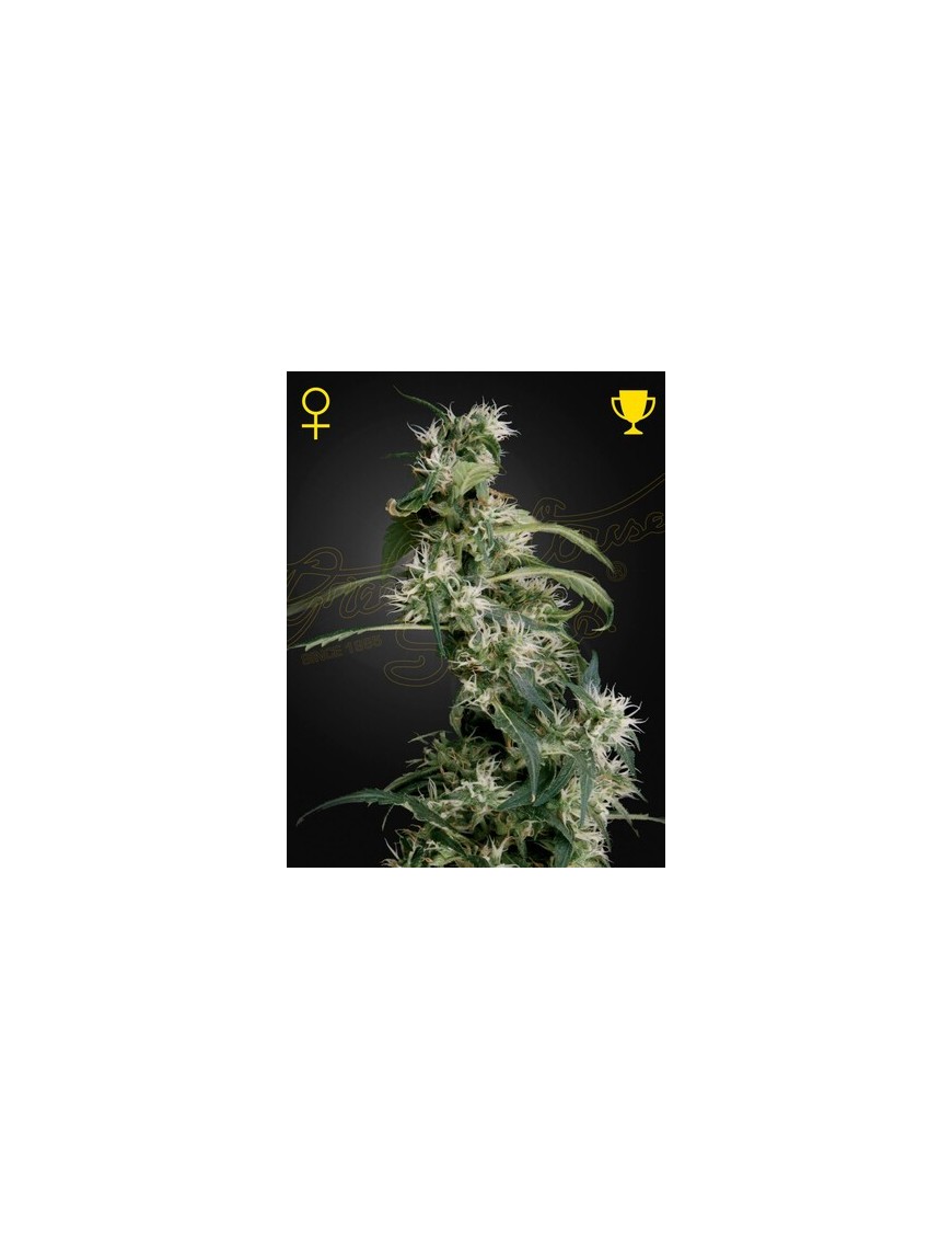 Arjan's Ultra Haze 2 (Mango Haze) Femminiz. - Greenhouse Seeds