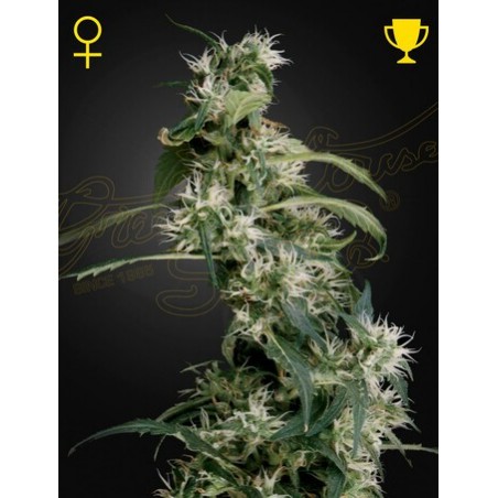 Arjan's Ultra Haze 2 (Mango Haze) Femminiz. - Greenhouse Seeds