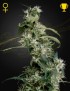 Arjan's Ultra Haze 2 (Mango Haze) Femminiz. - Greenhouse Seeds