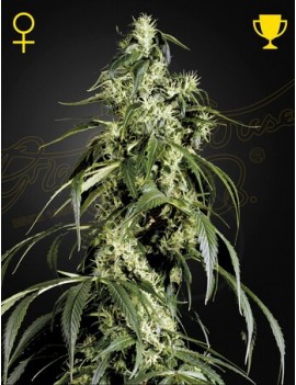 Arjans Haze 1 Femminiz. -Ja- Greenhouse Seeds