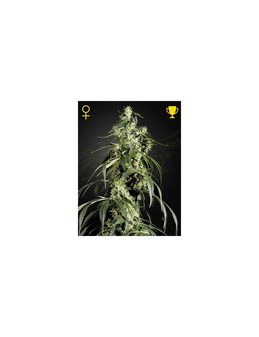 Arjan Haze 1 Femminiz. - Greenhouse Seedno