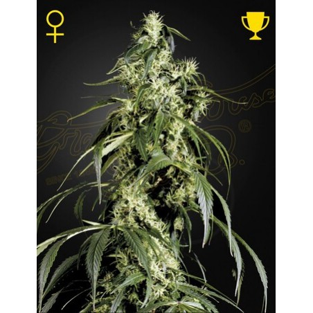 Arjan Haze 1 Femminiz. - Greenhouse Seedno