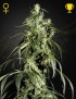 Arjan's Haze 1 Femminiz. - Greenhouse Seeds