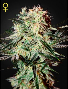 Arjan's Erdbeere Haze Femminiz- Greenhouse Seeds