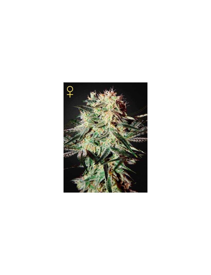 Arjan's Erdbeere Haze Femminiz- Greenhouse Seeds