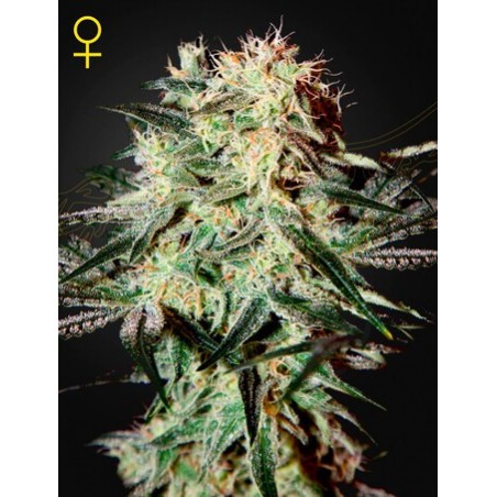 Arjan's Erdbeere Haze Femminiz- Greenhouse Seeds