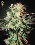 Arjan's Erdbeere Haze Femminiz- Greenhouse Seeds