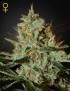 Alaskan Ice Femminiz. - Greenhouse Seedno