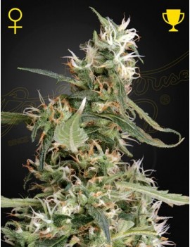 Arjan's Ultra Haze 1...