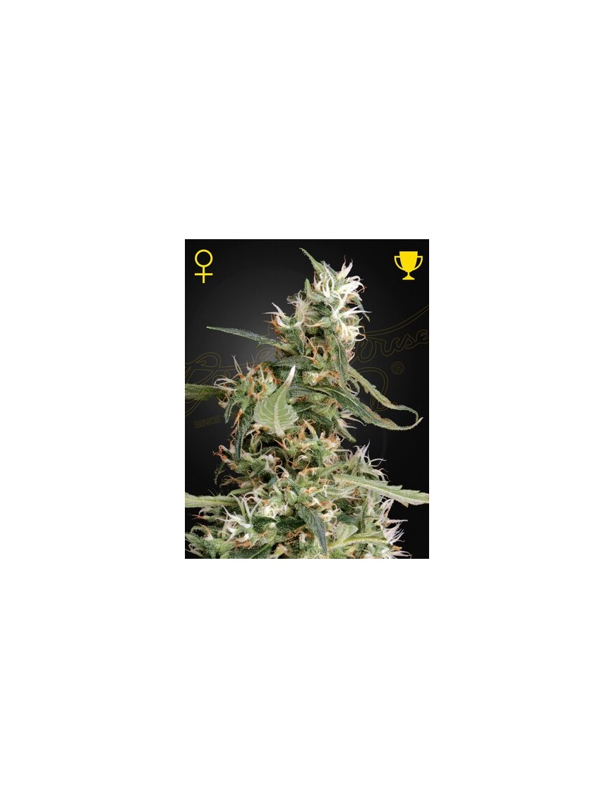 Arjan's Ultra Haze 1 Femminiz. - Greenhouse Seedno