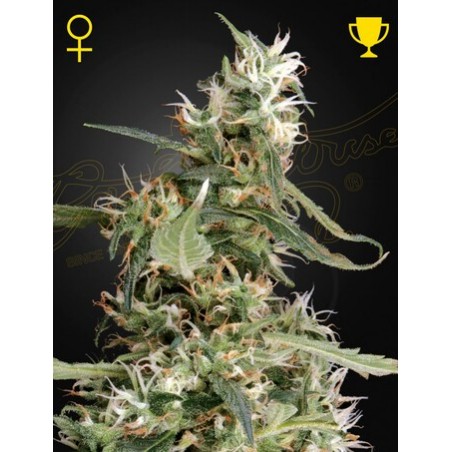 Arjan's Ultra Haze 1 Femminiz. - Greenhouse Seedno