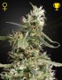 Arjan's Ultra Haze 1 Femminiz. - Greenhouse Seedno