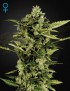 Auto-Bomb Femminiz. - Greenhouse Seeds