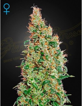 Green-O-Matic Femminiz. -Ja- Greenhouse Seeds