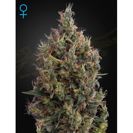 Big Bang Auto - Greenhouse Seedno