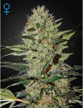 Exodus Cheese Auto - Greenhouse Seedno