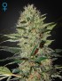 Exodus Cheese Auto - Greenhouse Seedno