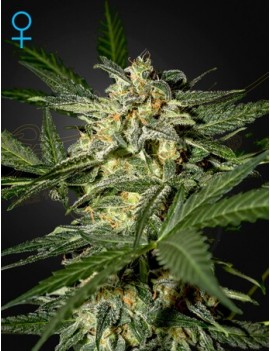 White Widow Auto -...