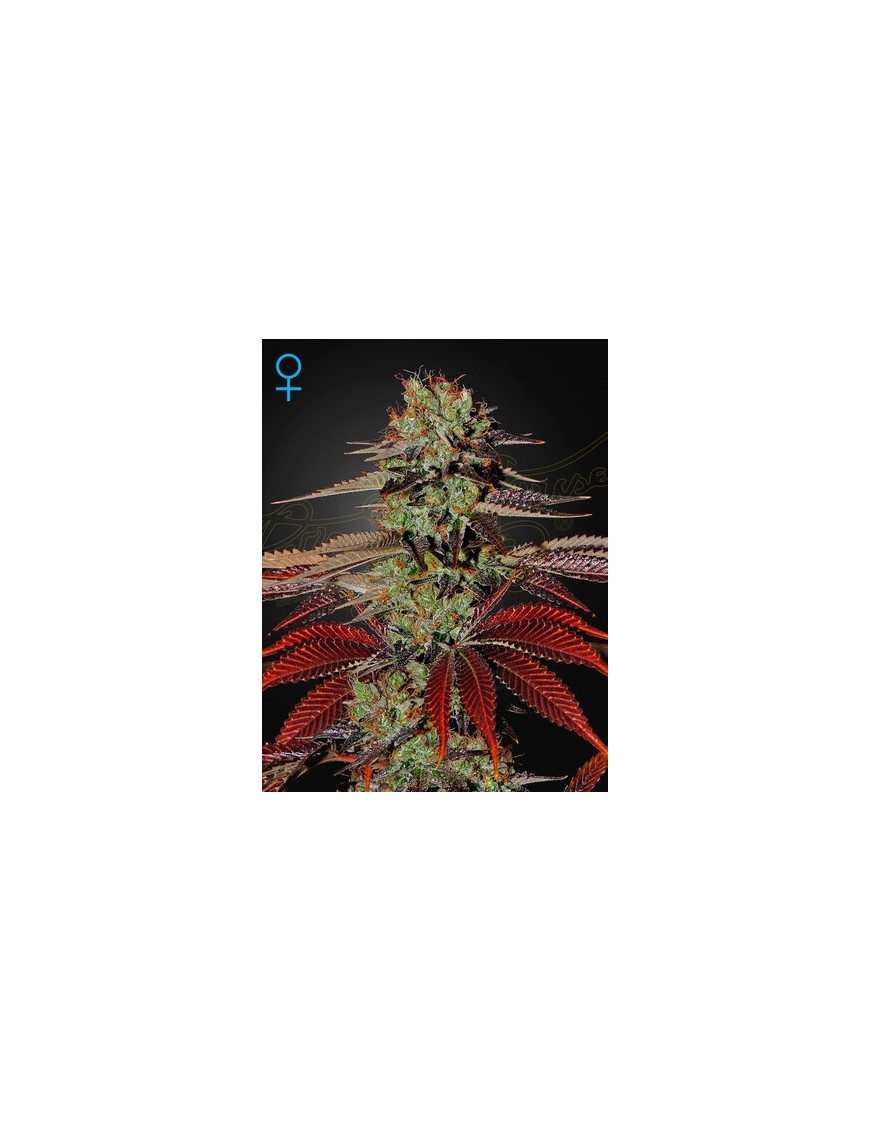 King's Kush Auto - Greenhouse Seeds