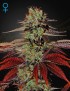 King's Kush Auto - Greenhouse Seeds