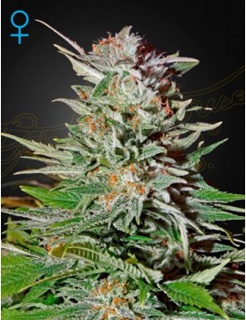 Super Lemon Haze Coche -...