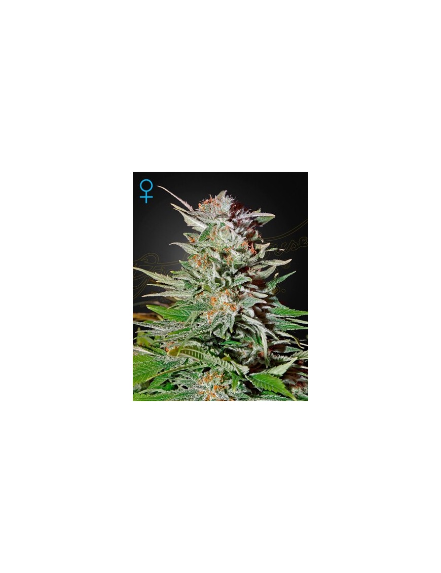 Super Lemon Haze Coche - Greenhouse Seedno