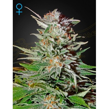 Super Lemon Haze Coche - Greenhouse Seedno