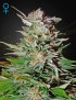 Super Lemon Haze Car - Greenhouse Seeds