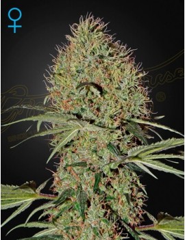 Super Bud Auto - Greenhouse Seedno