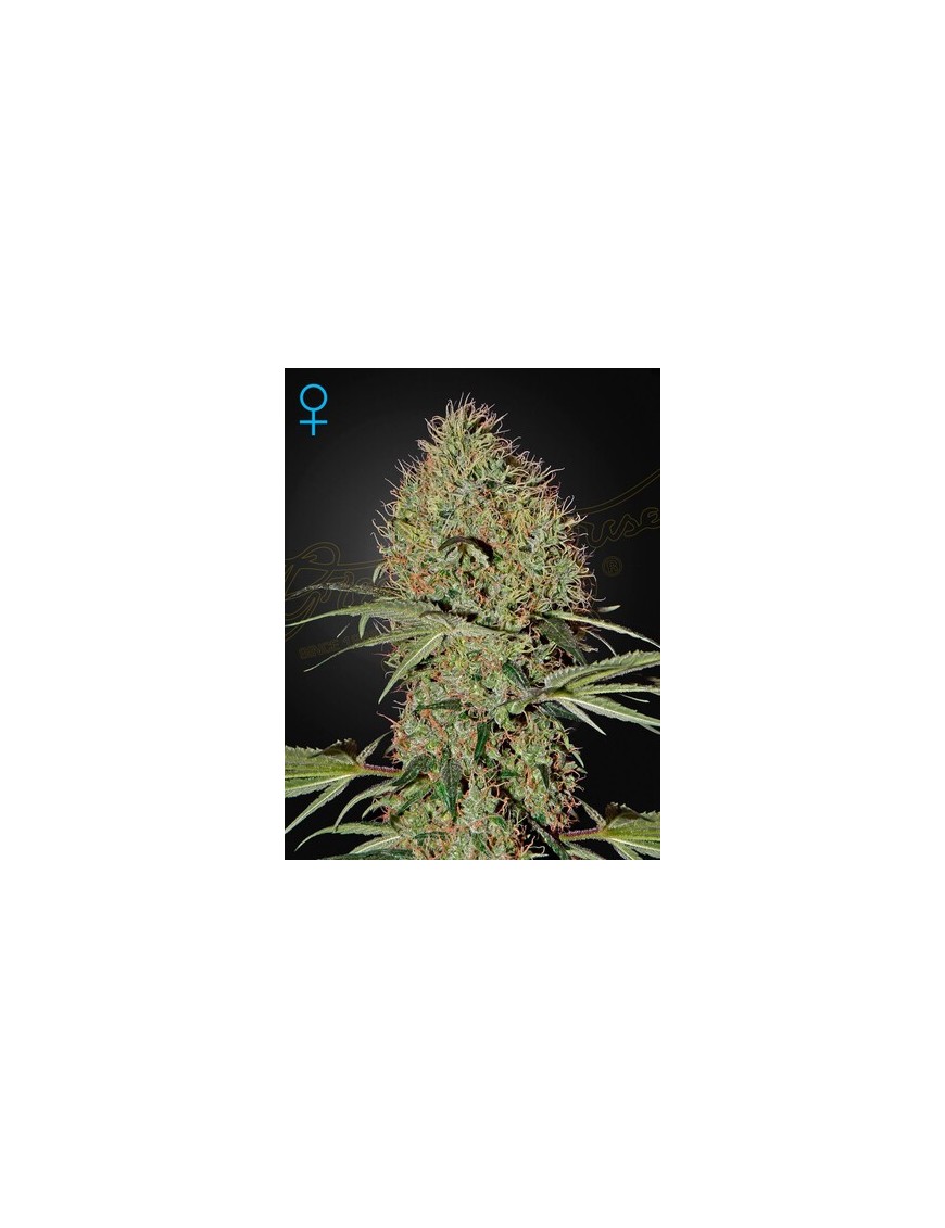 Super Bud Auto - Greenhouse Seedno