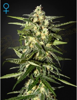 Jack Herer Auto - Greenhouse Seedno