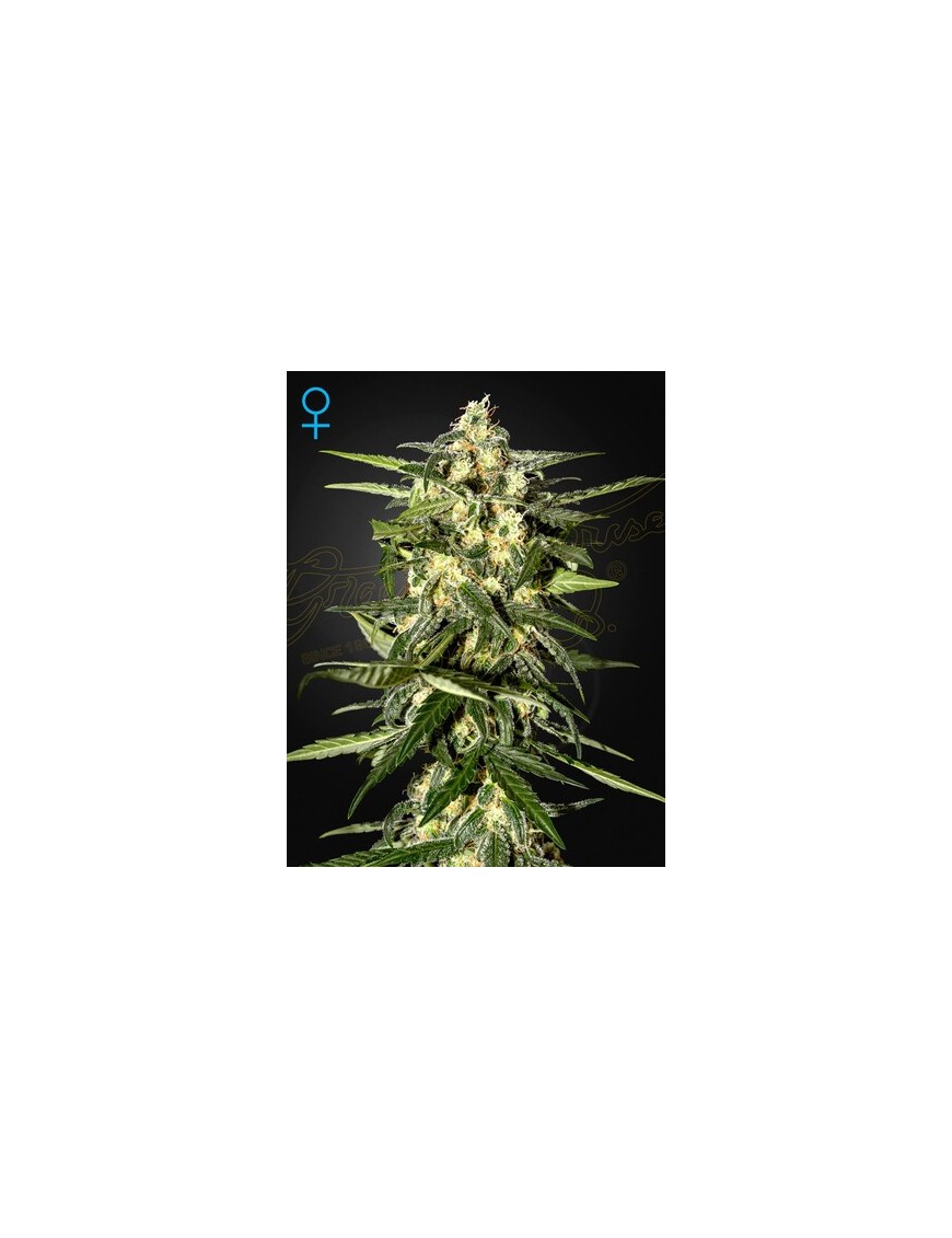 Jack Herer Auto - Greenhouse Seedno