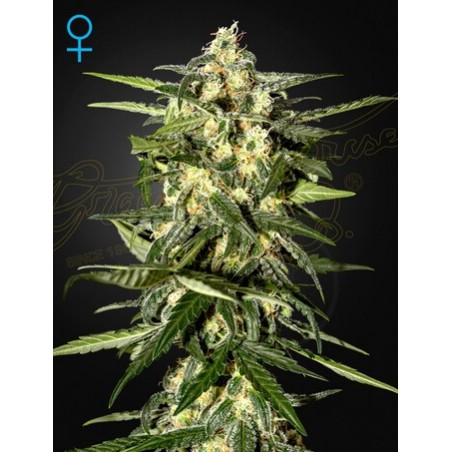 Jack Herer Auto - Greenhouse Seedno