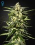 Jack Herer Auto - Greenhouse Seedno