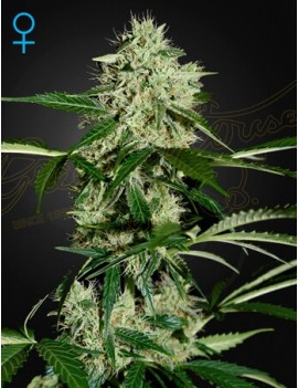 Nordlichter Auto - Greenhouse Seeds