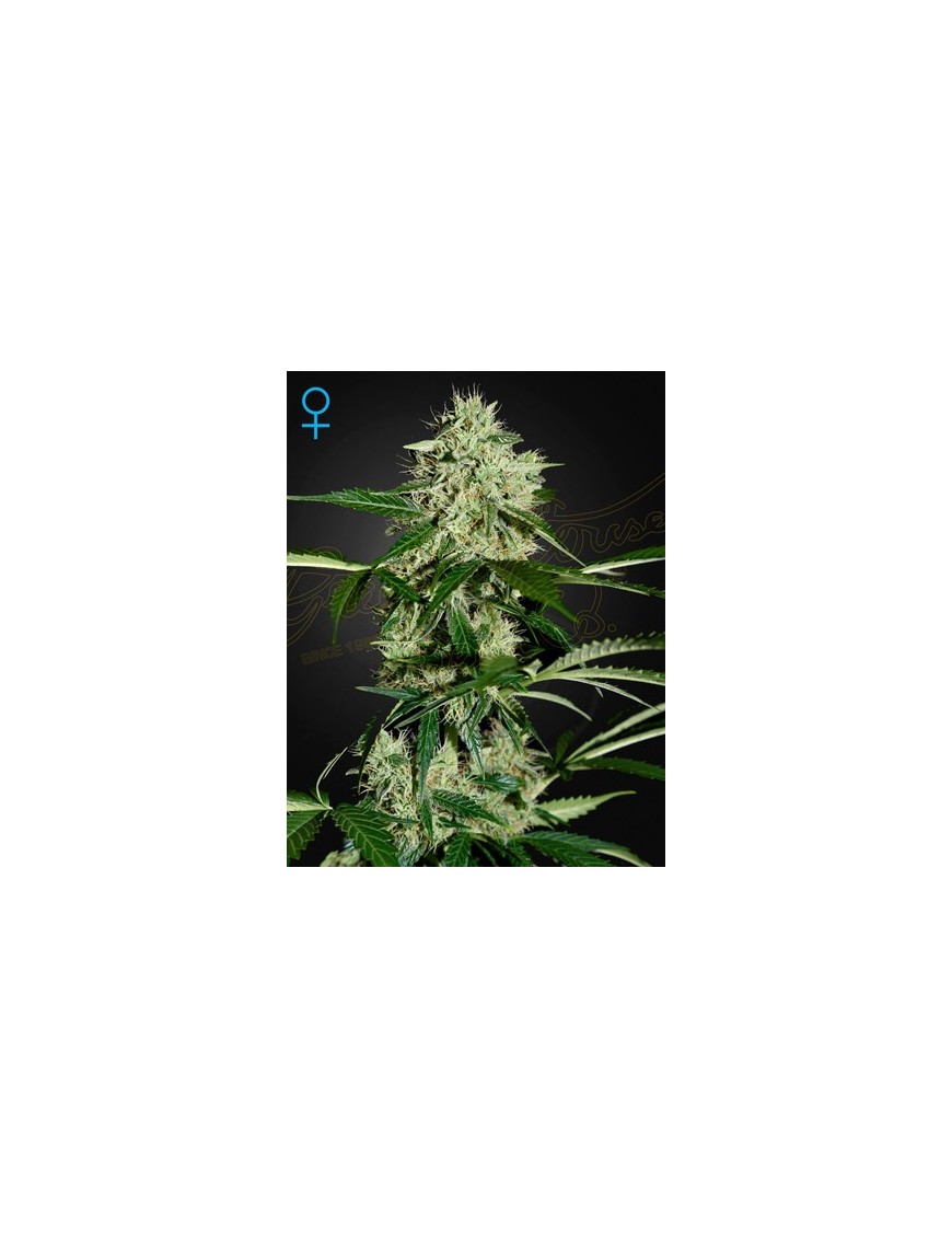 Nordlichter Auto - Greenhouse Seeds