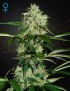 Nordlichter Auto - Greenhouse Seeds