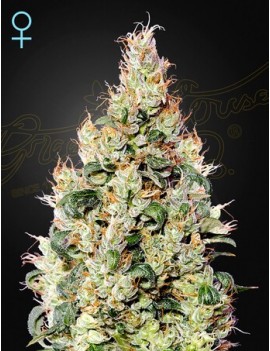 Exodus Cheese Auto CBD -Ja- Greenhouse Seeds